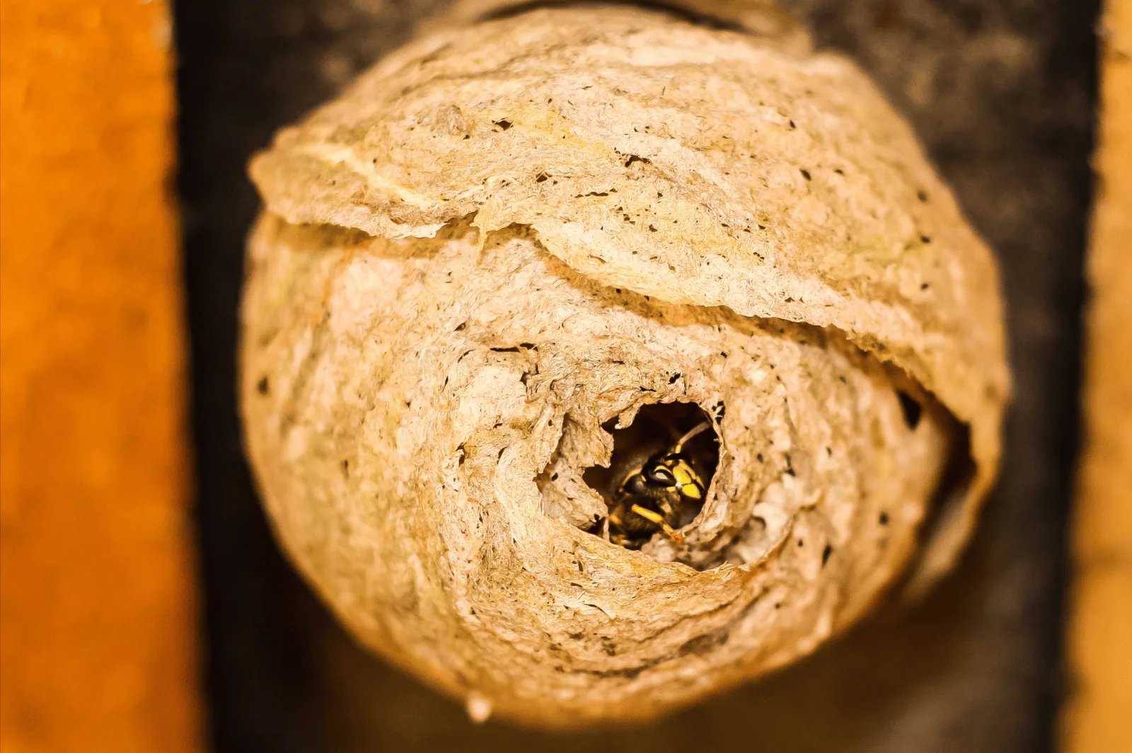 What Do Wasp Nests Look Like 5 Critical Facts Beeswiki