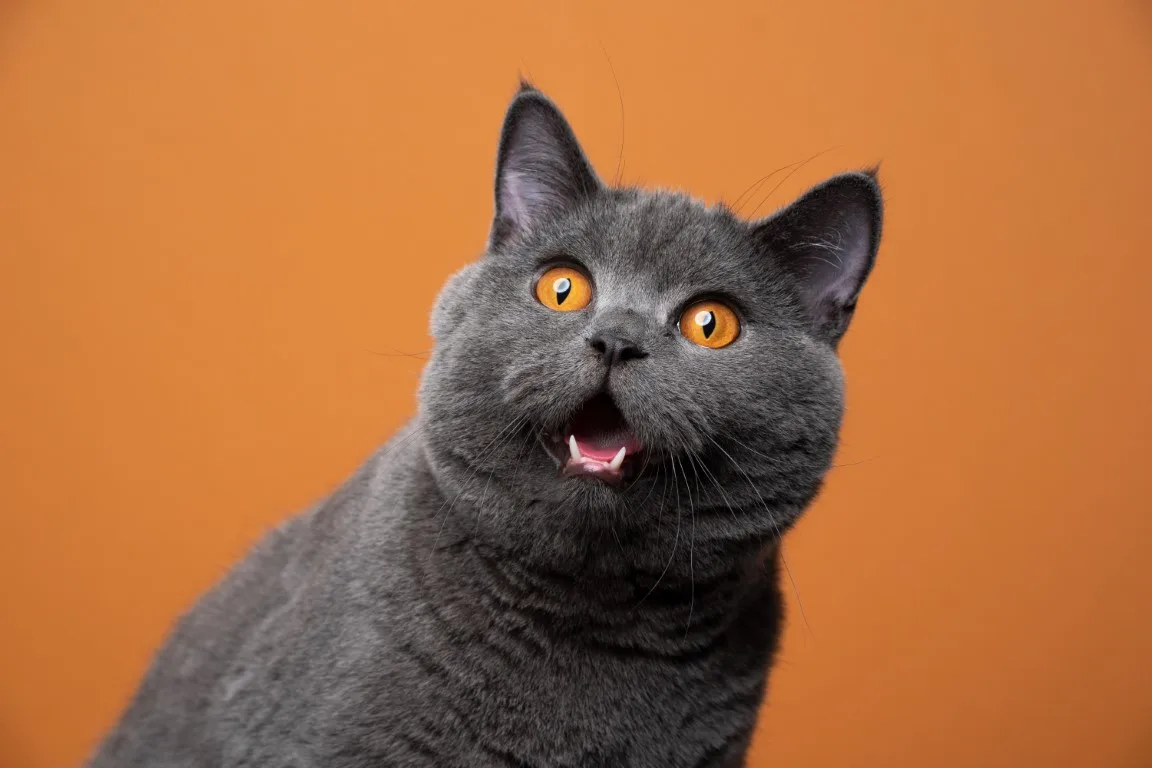 What Do You Know About Cats Clever Rabbits