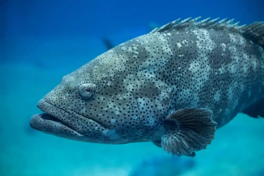 What Does Grouper Taste Like Does Grouper Taste Good Eat Delights
