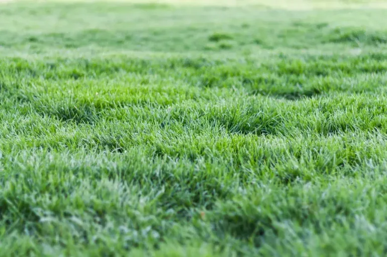 What Does The Lawn Like And How To Take Care Of It Richannel