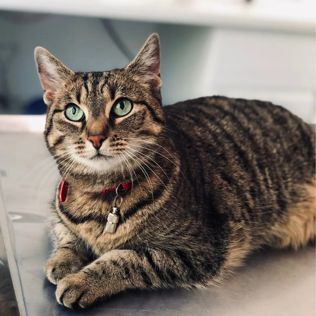 What Exactly Is A Tabby Cat Fun Facts About These Beloved Cats