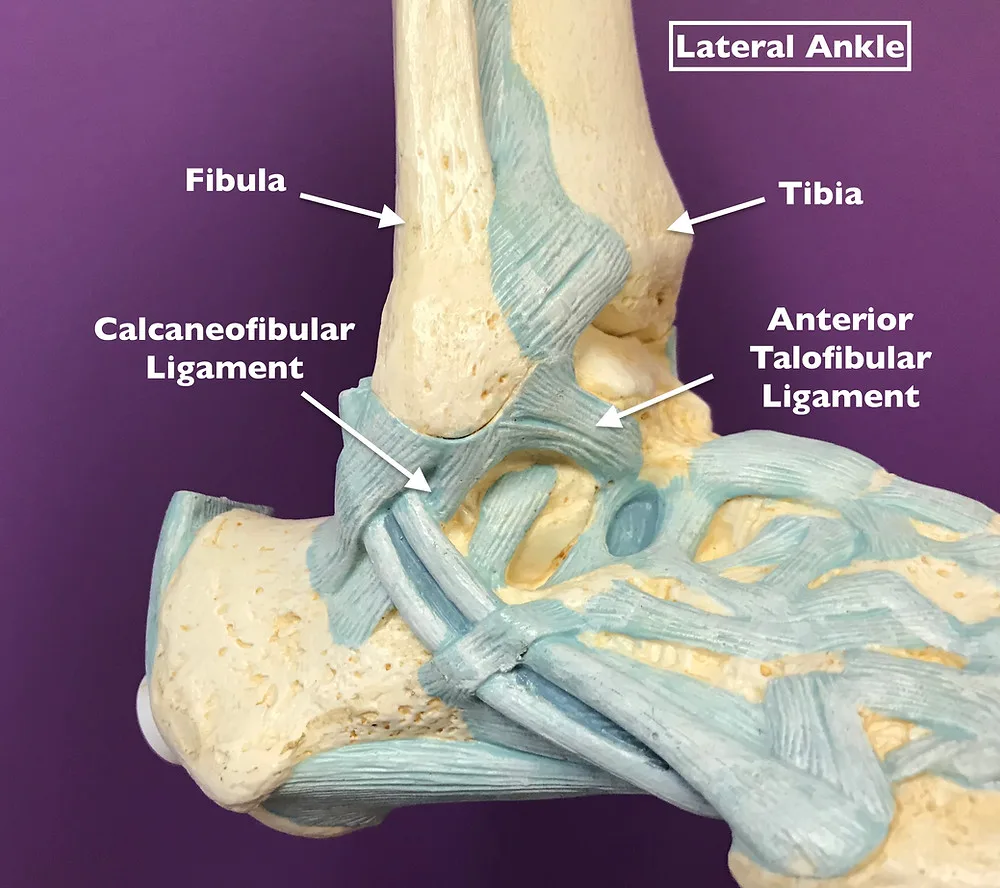 What Exactly Is Ligament Damage In The Ankle