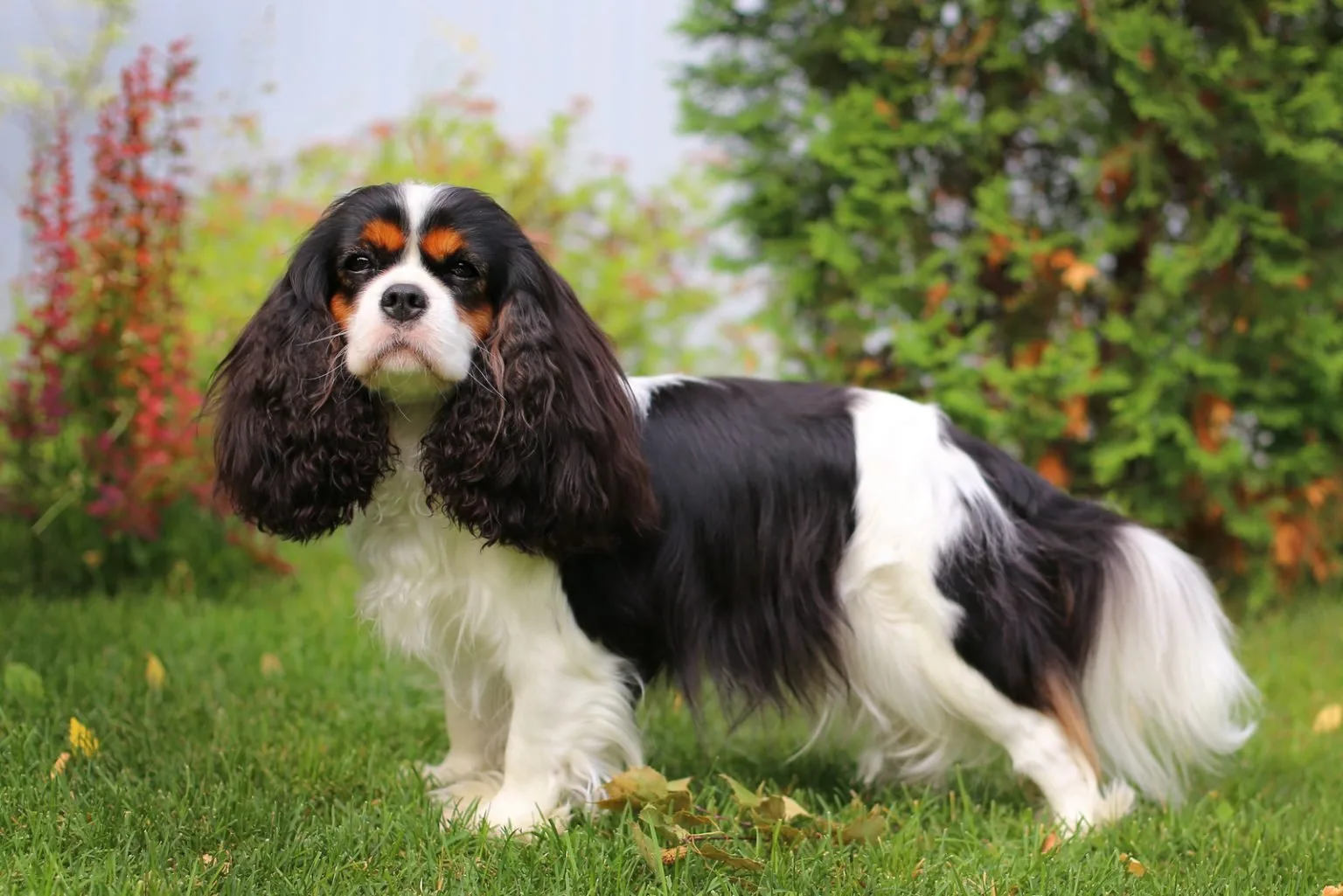 What Is A Cavalier King Charles Spaniel S Lifespan Health Overview
