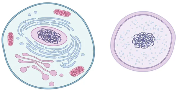 What Is A Cell Learn Science At Scitable