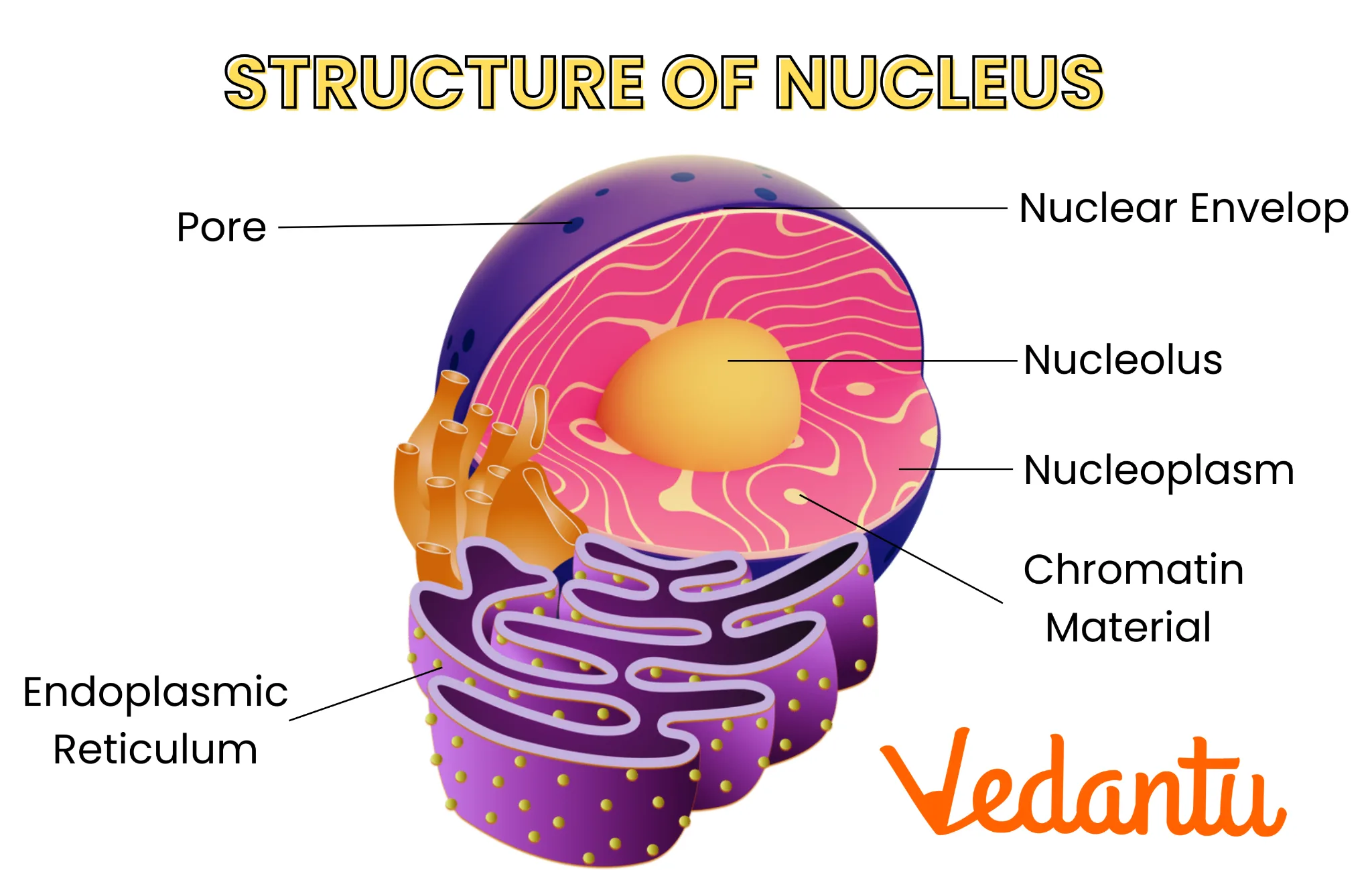 What Is A Nucleus Structure Function Diagrams Vedantu Biology