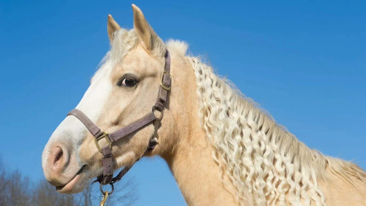 What Is A Palomino Horse Guide Facts Care
