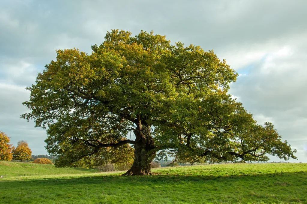 What Is A Tree Definition Anatomy And Characteristics Ecotree
