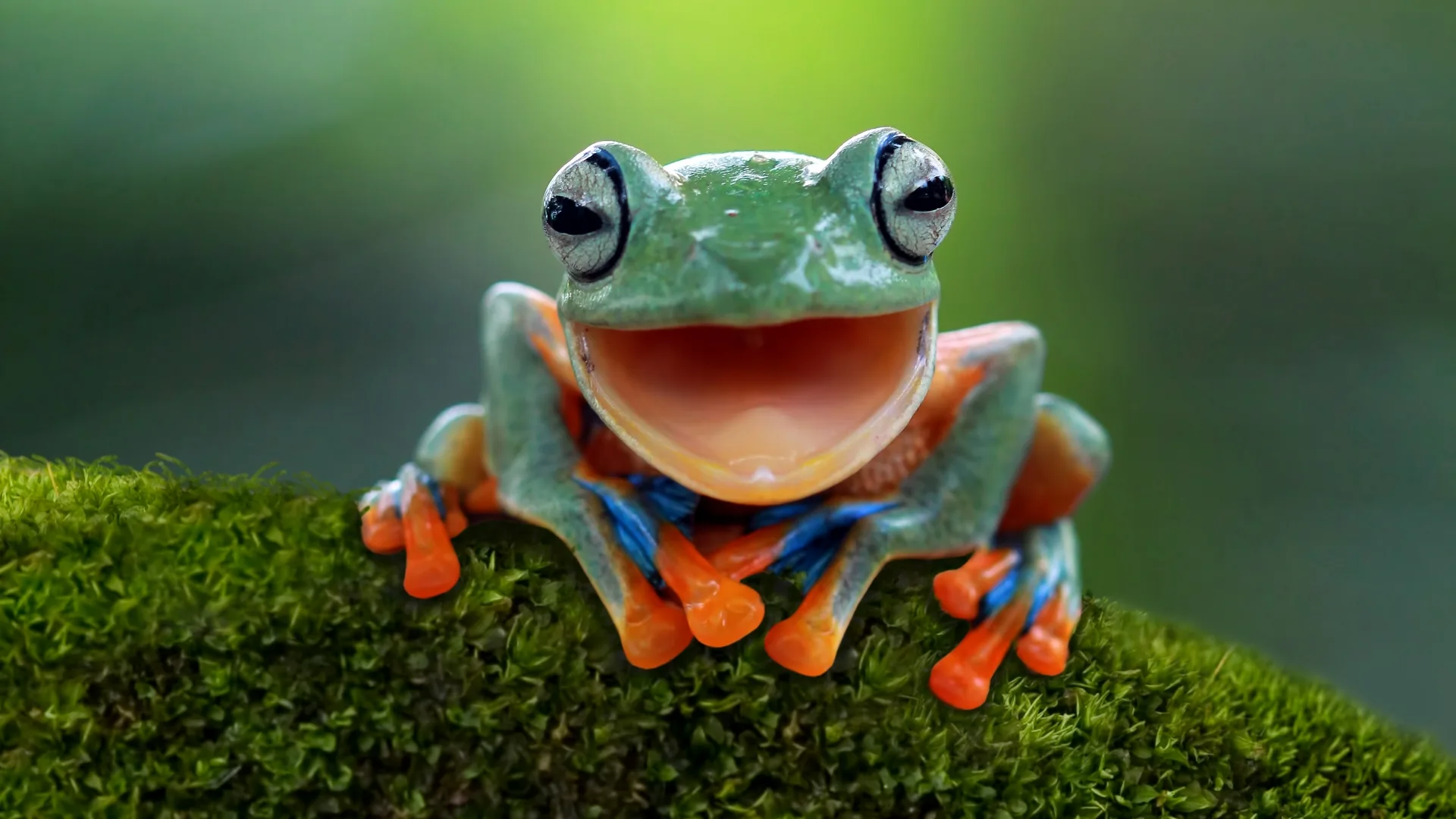 What Is An Amphibian Amphibian Characteristics And Other Interesting Facts