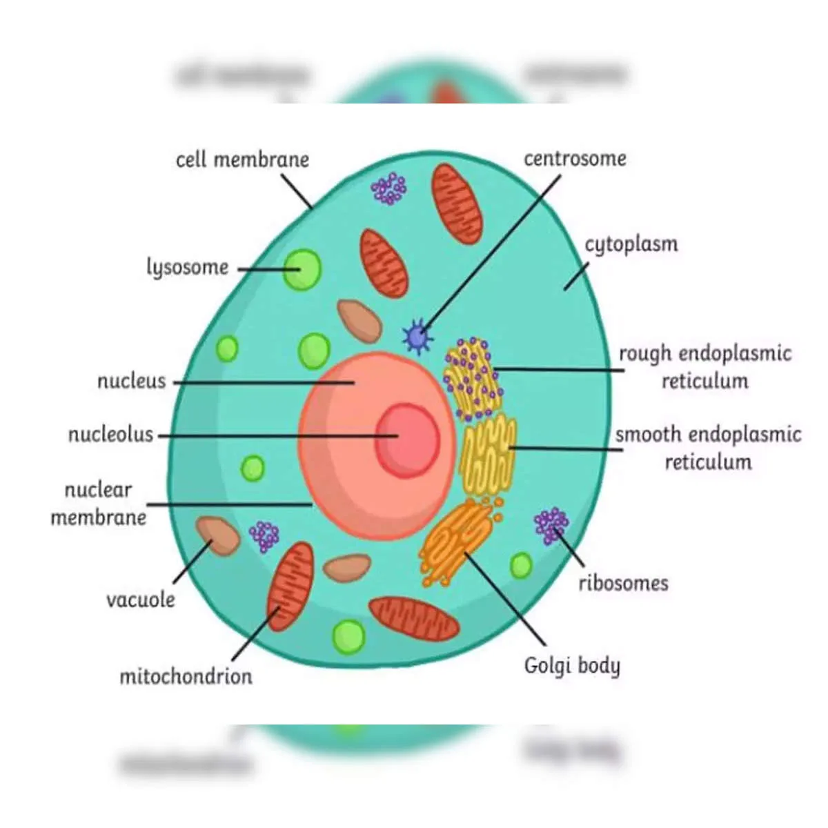 What Is Cell And Its Structure