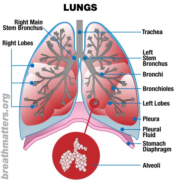 What Is Copd Breathmatters