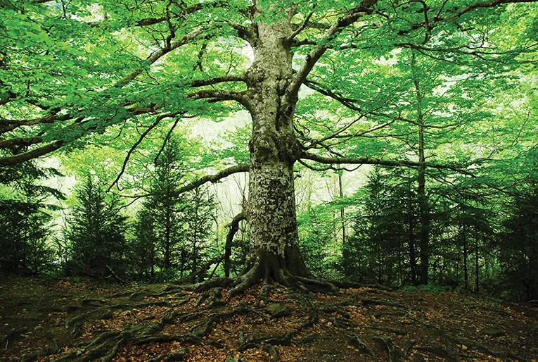 What Is It About Trees Ourgreengenes