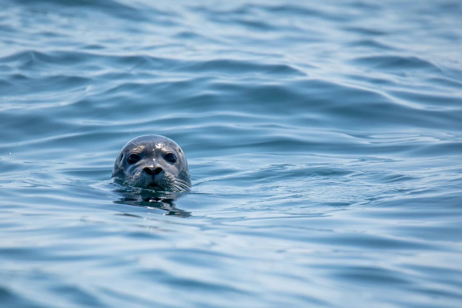 What Is Marine Life And Its Importance Facts Statistics Genv