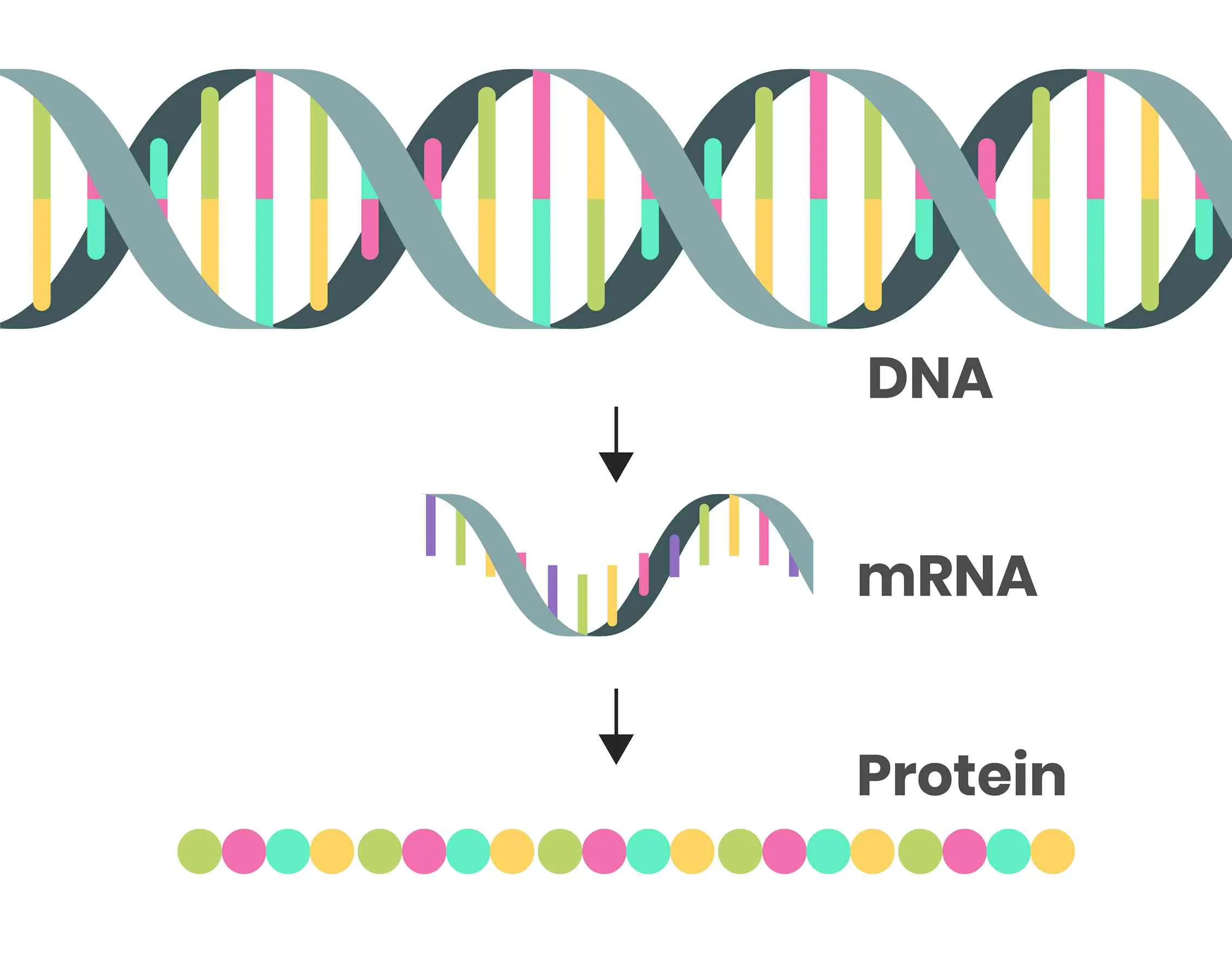 What Is Mrna The Messenger Molecule That S Been In Every Living Cell For Billions Of Years Is