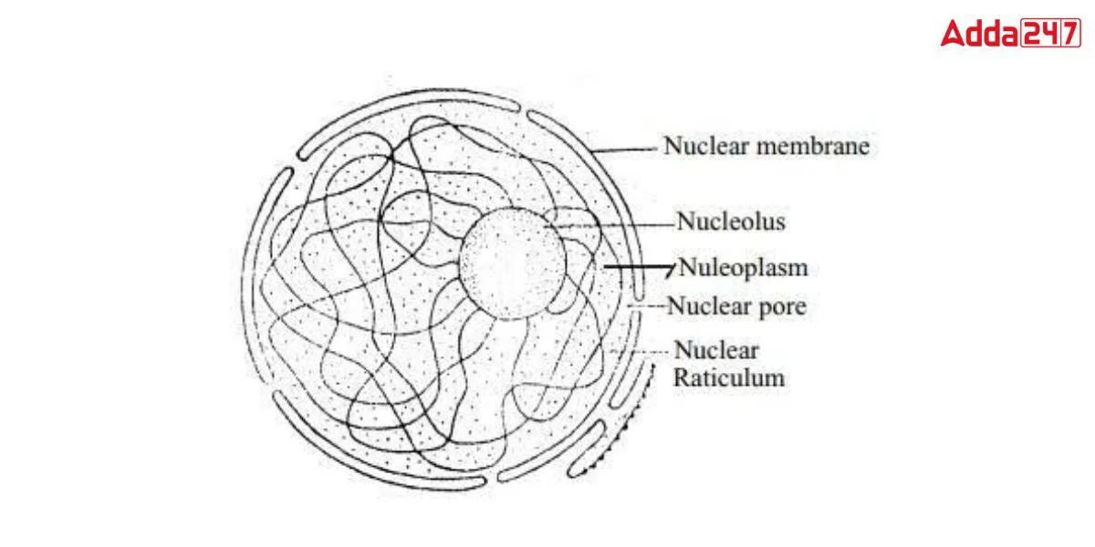 What Is Nucleus Nucleus Diagram Structure Function
