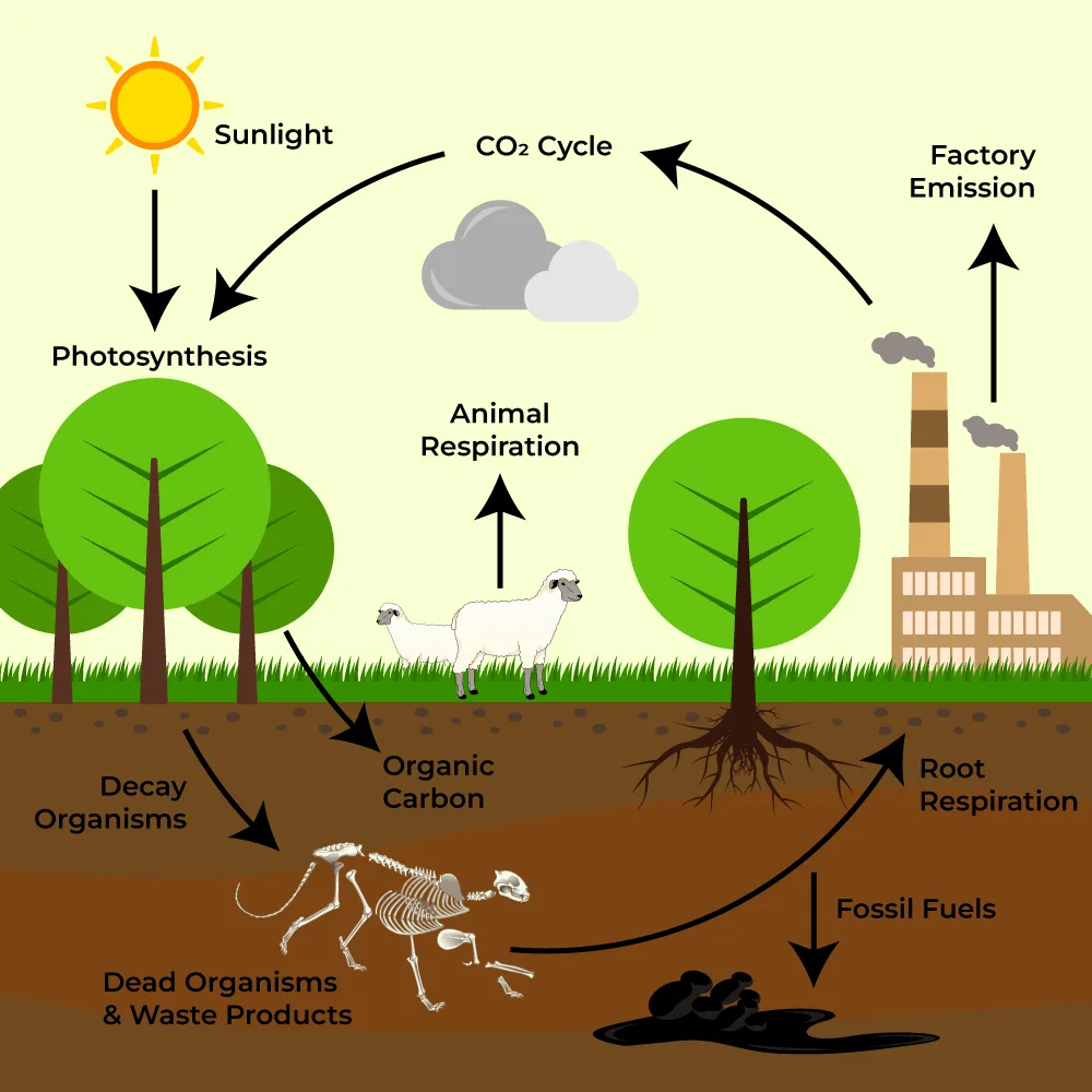 What Is Nutrient Cycling Geeksforgeeks
