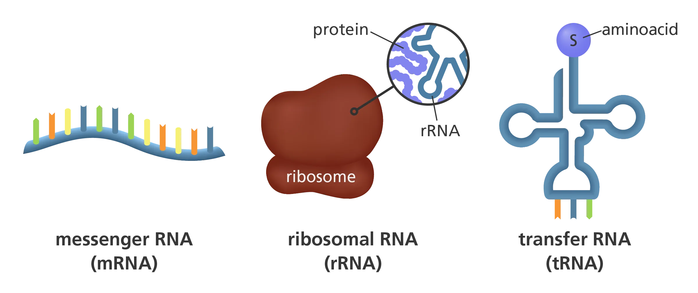 What Is Rna