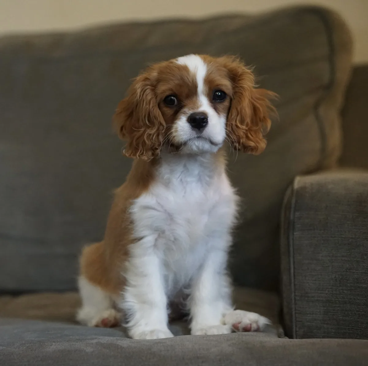 What Is The Difference Between A King Charles Spaniel And A Cavalier