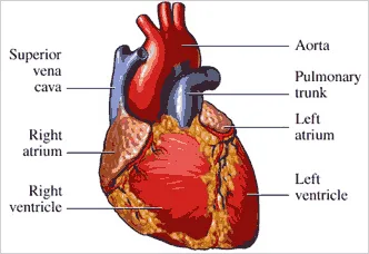What Is Valvular Heart Disease