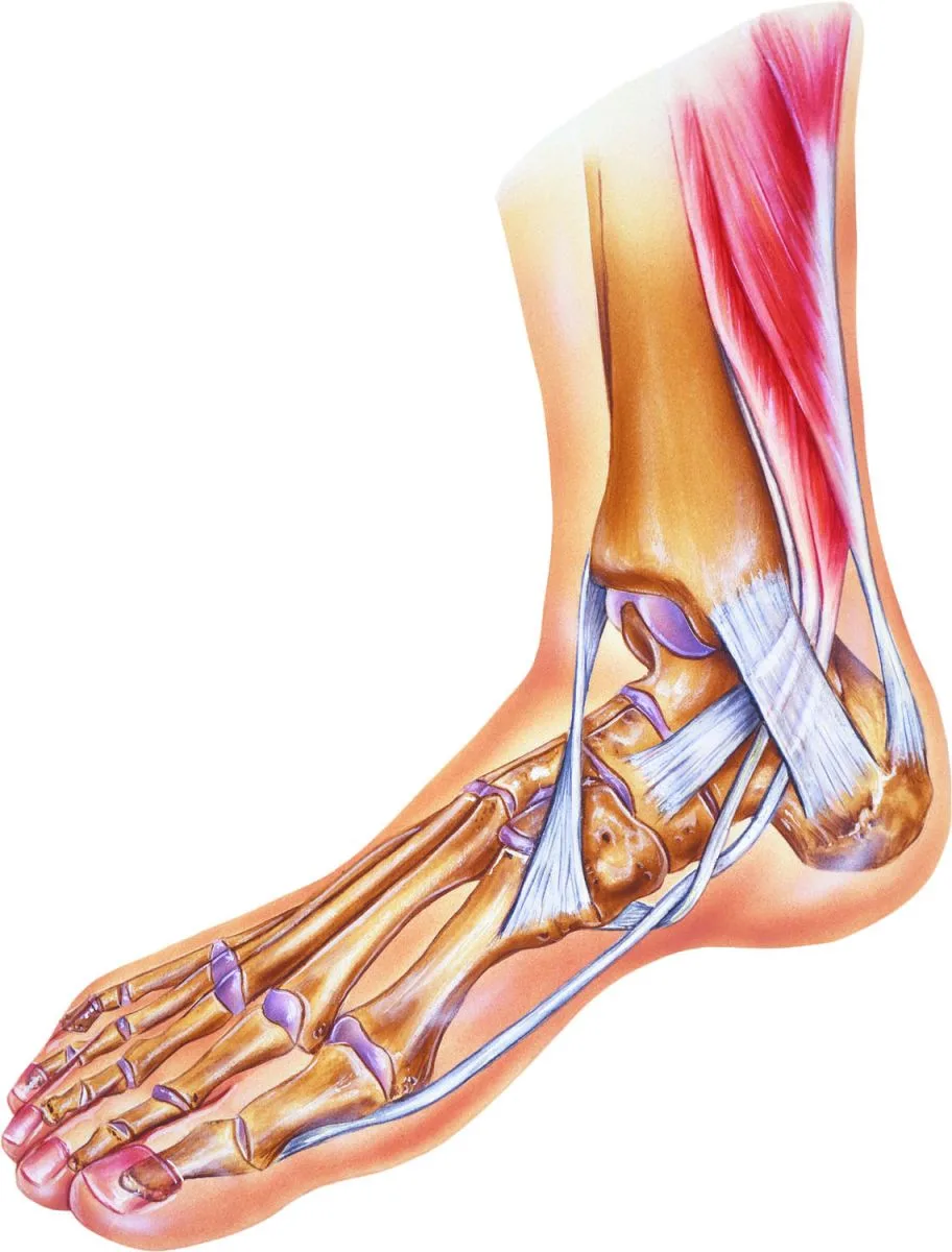 What To Do For A Sprained Ankle Harvard Health