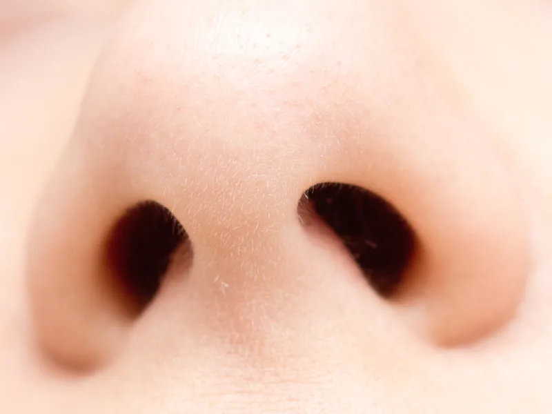What Your Nose Knows About Human Evolution Live Science