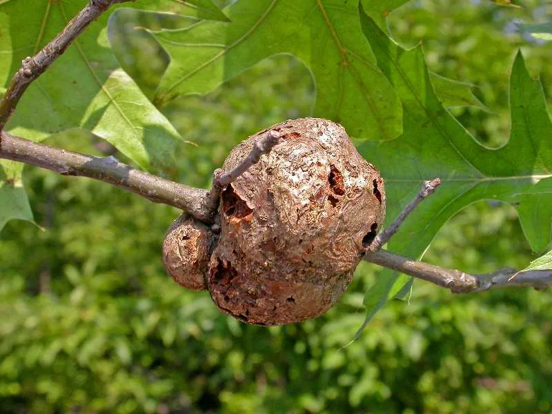 White Oak Diseases And Pests
