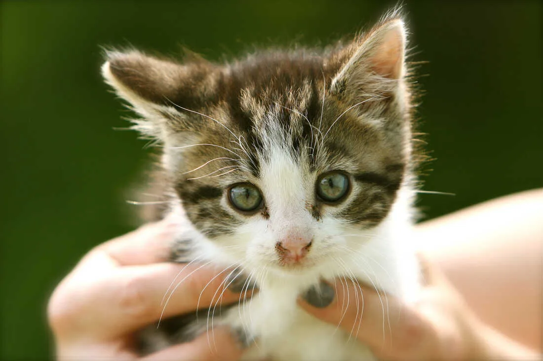 Who Says You Can T Train A Cat A Book Of Tips For Feline Human Harmony Npr