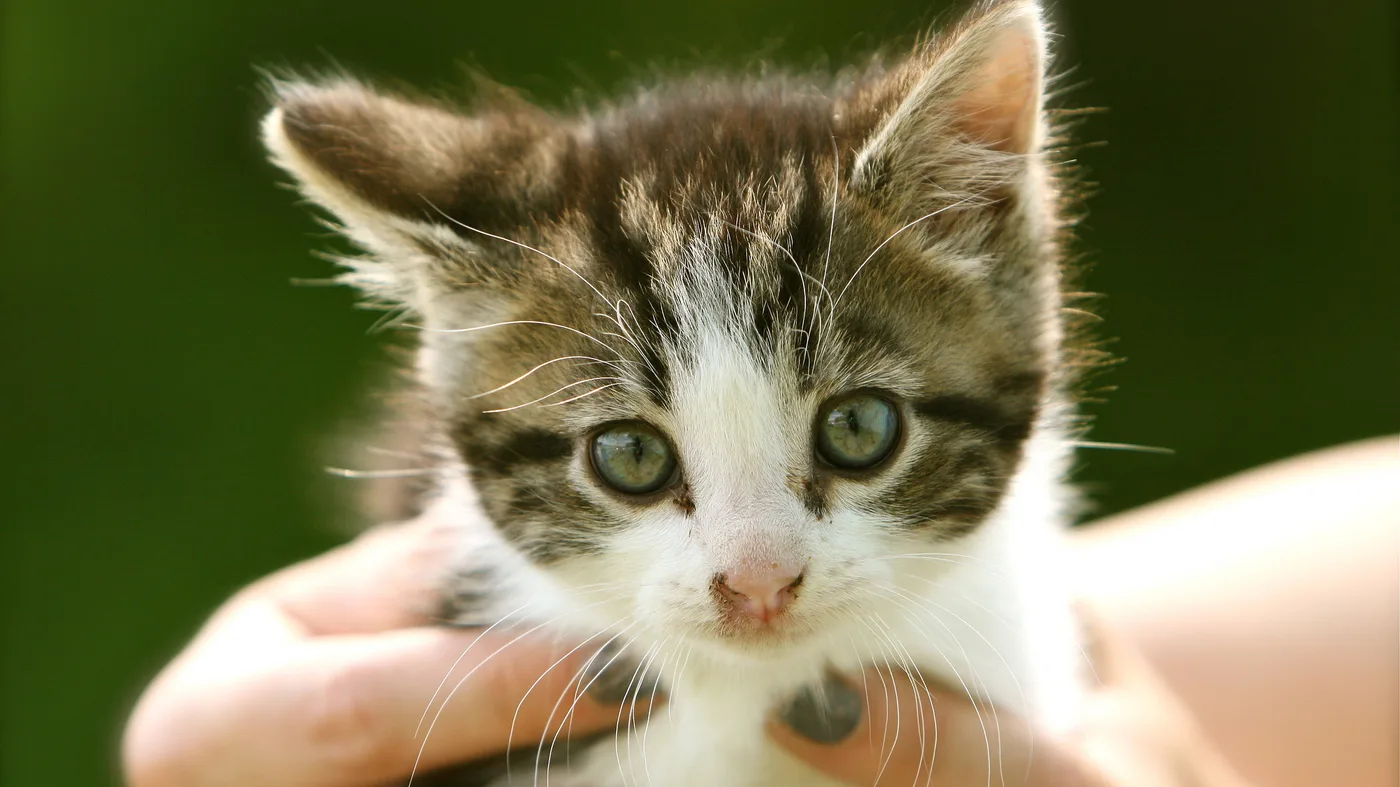 Who Says You Can T Train A Cat A Book Of Tips For Feline Human Harmony Npr