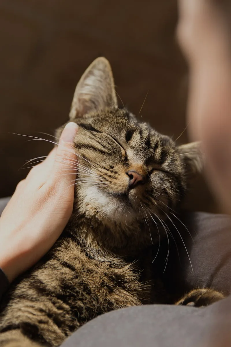 Why Doesn T My Cat Like Me Six Ways To Put Your Pet At Ease