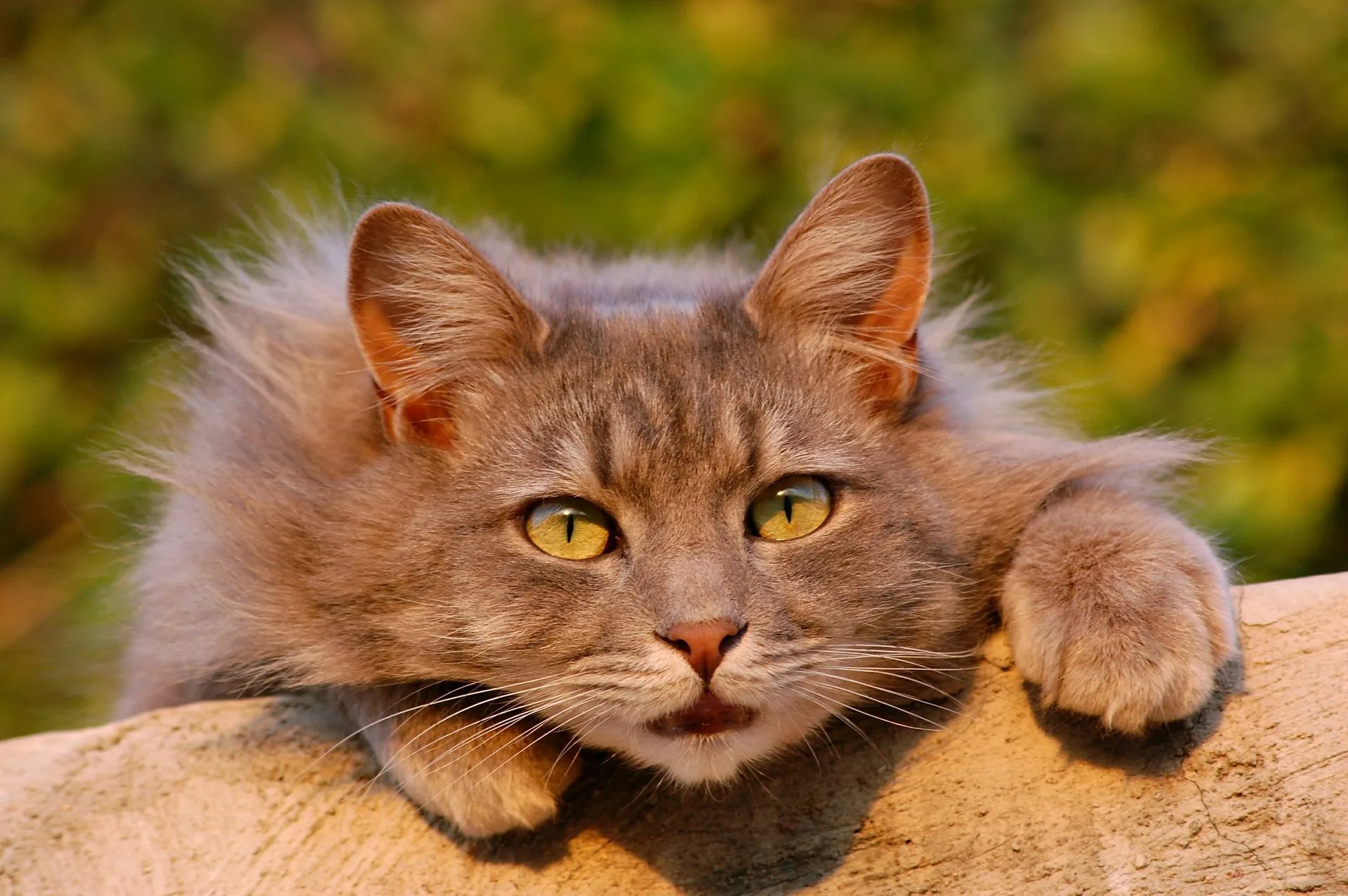 Why It S Important To Microchip Your Cat
