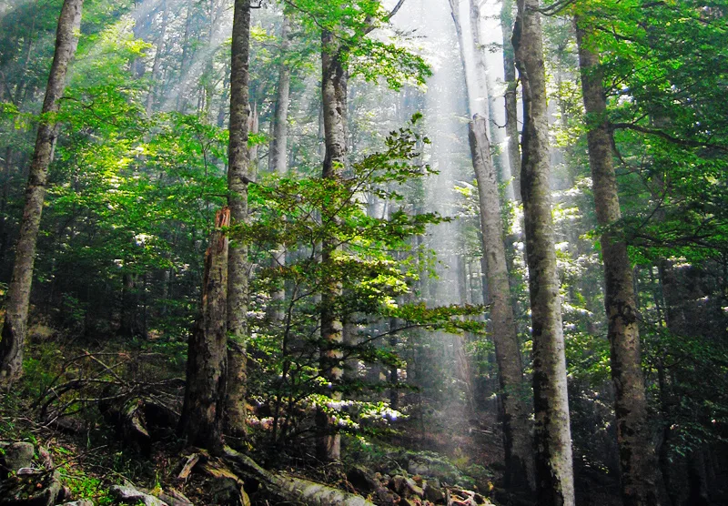 Wilderness Wikipedia