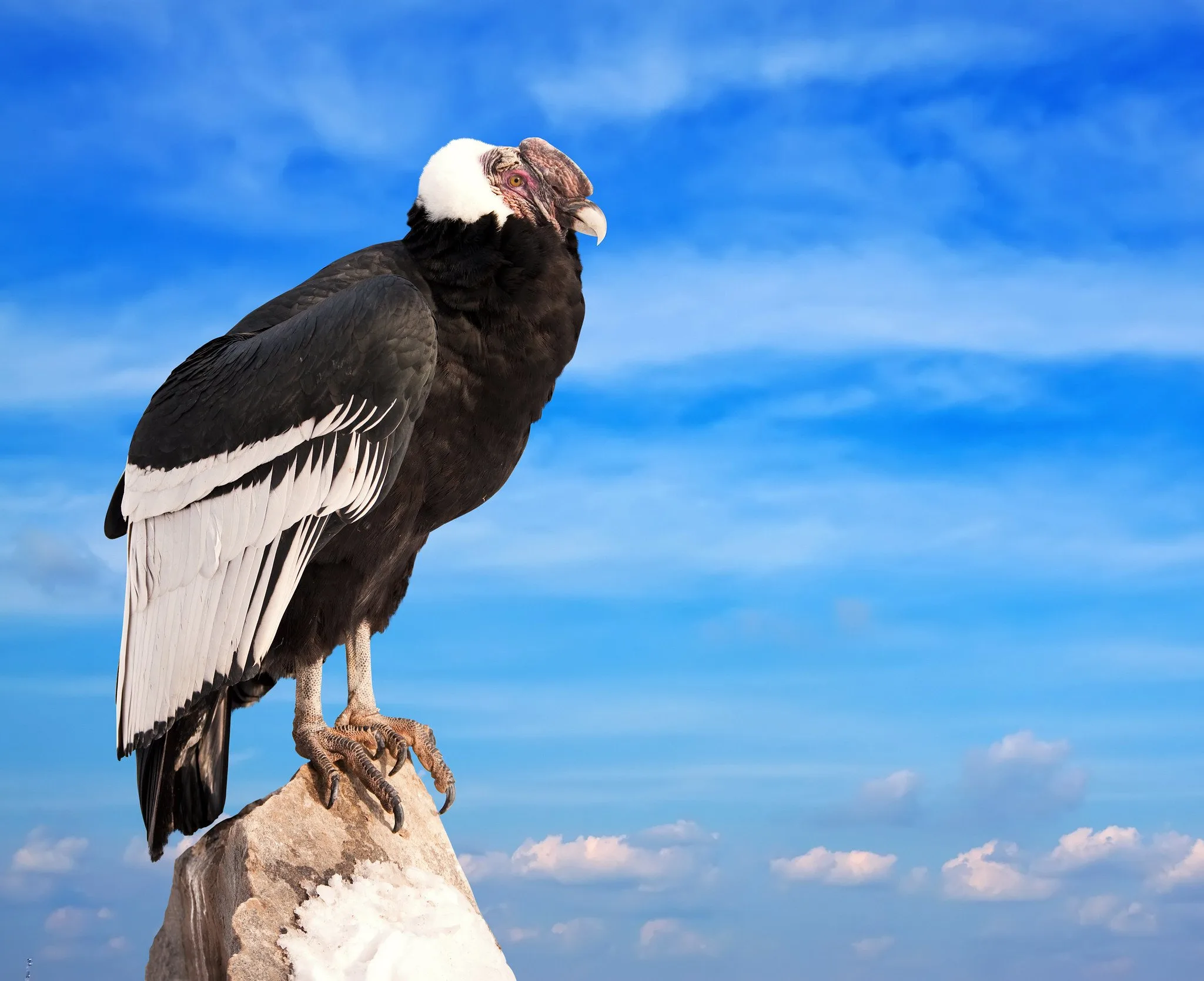 Wildlife In Chile Where To See A Condor