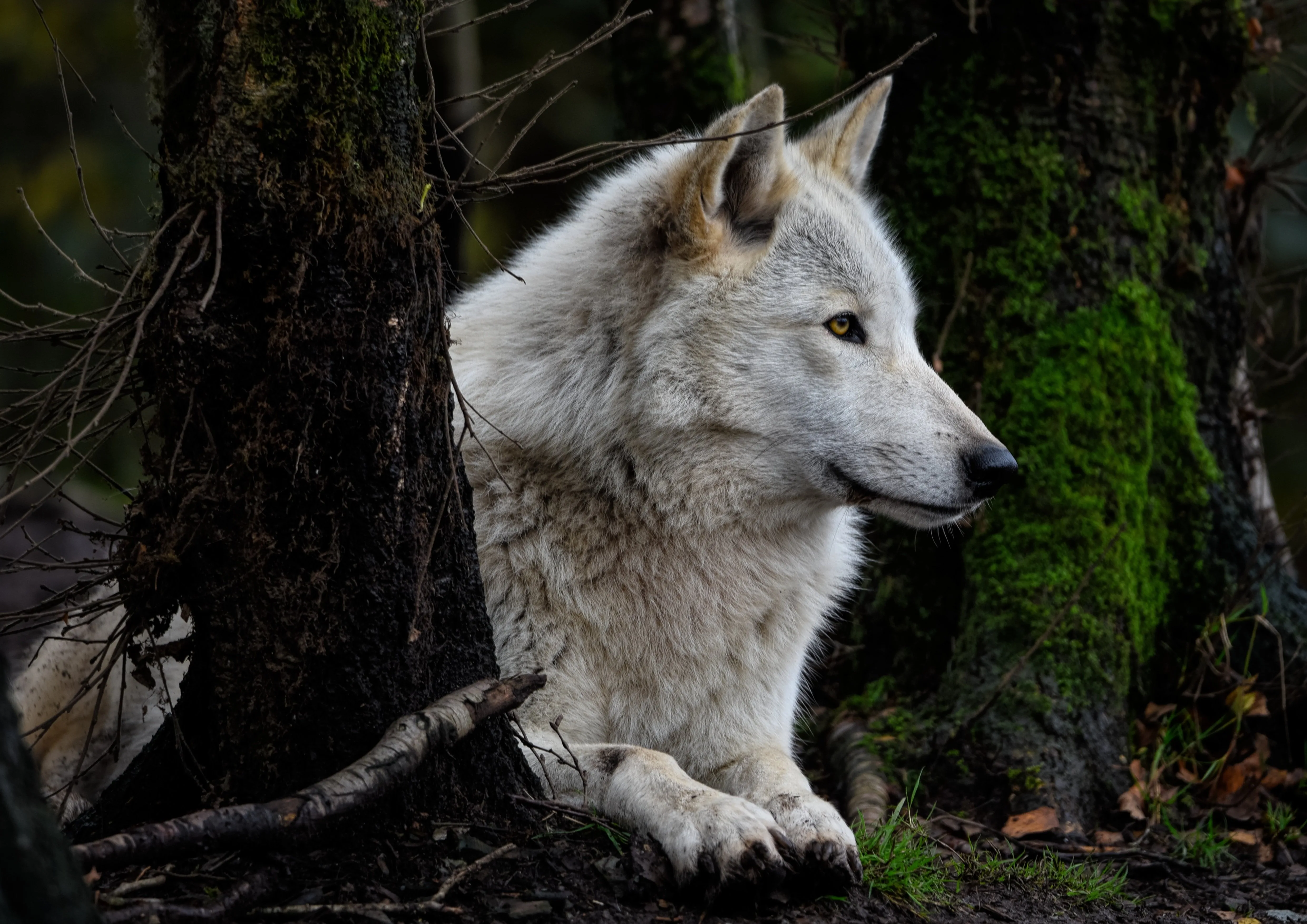 Wolf Pictures Wallpaper Hd 4K