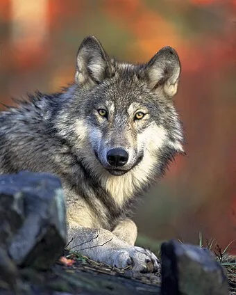 Wolf Wikipedia