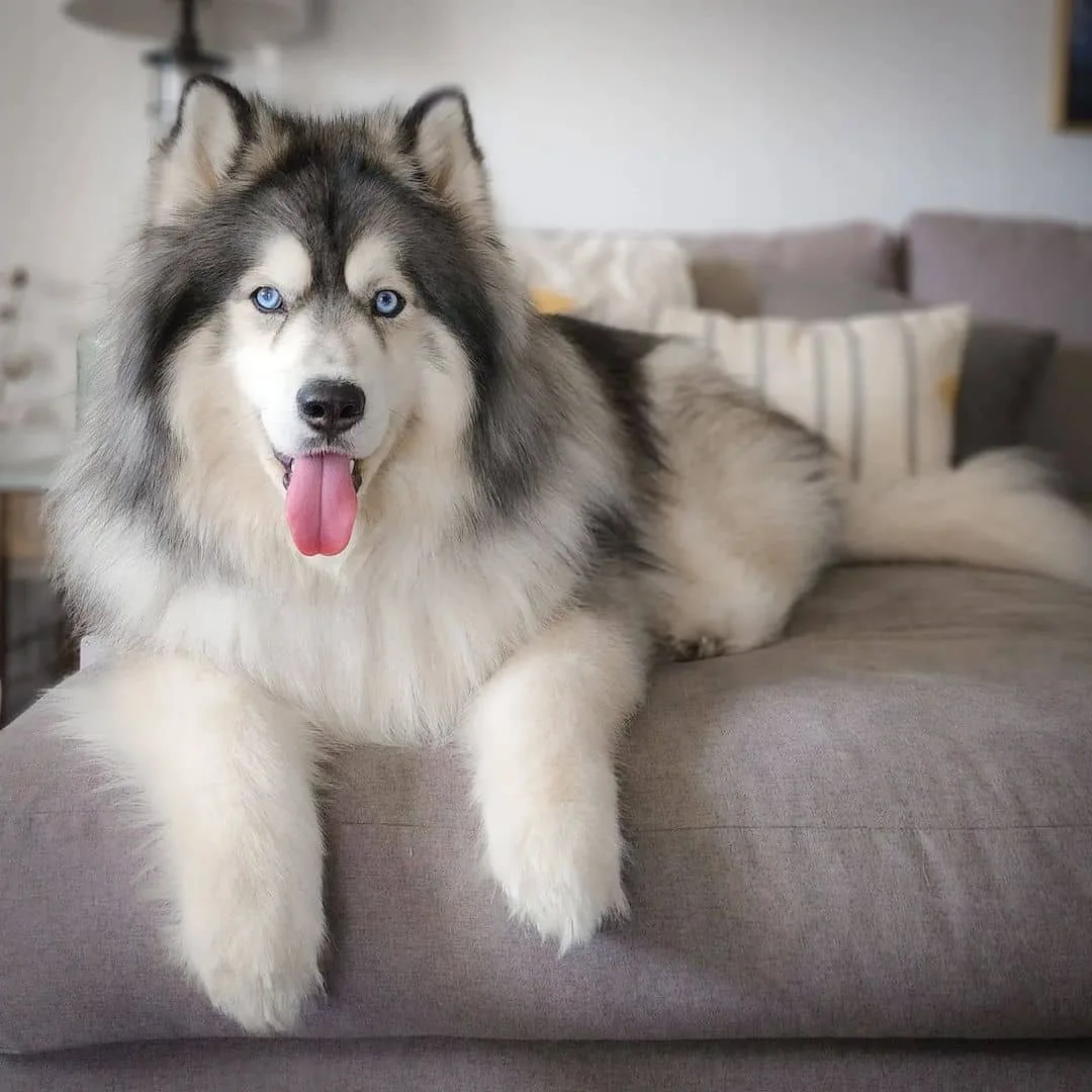 Wooly Husky Facts About The Long Haired Husky Full Guide