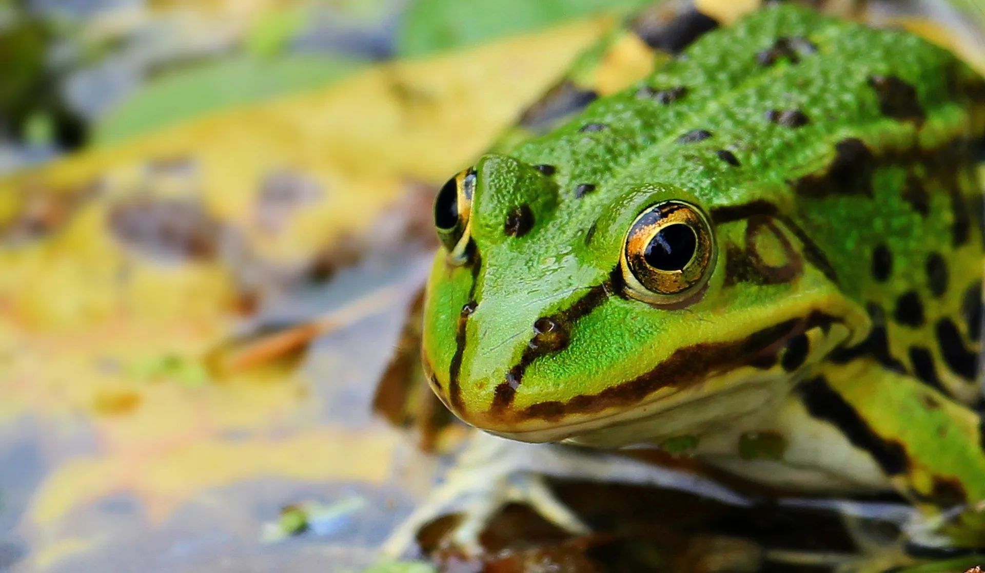 World Frog Day Reminds Us Of Amphibians Crucial Environmental Role Asu Now Access