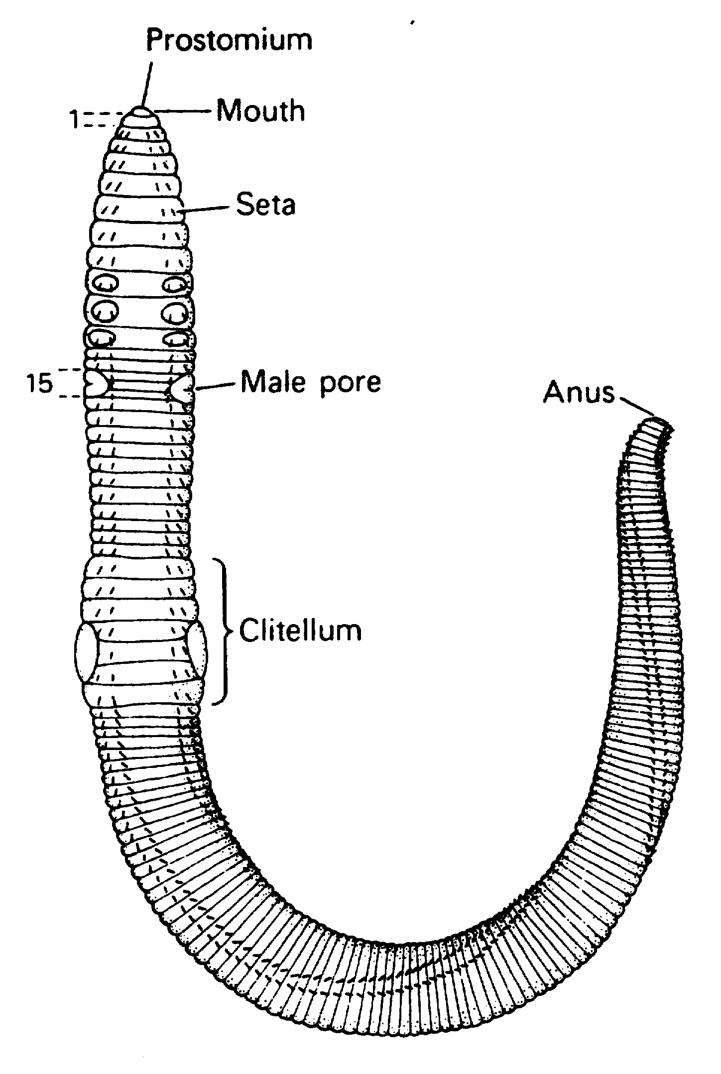 Worm Diagram Earthworm Dissection No Labels