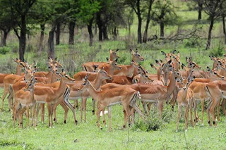 Worried Impala Aepyceros Melampus After They Have Just Lo Flickr
