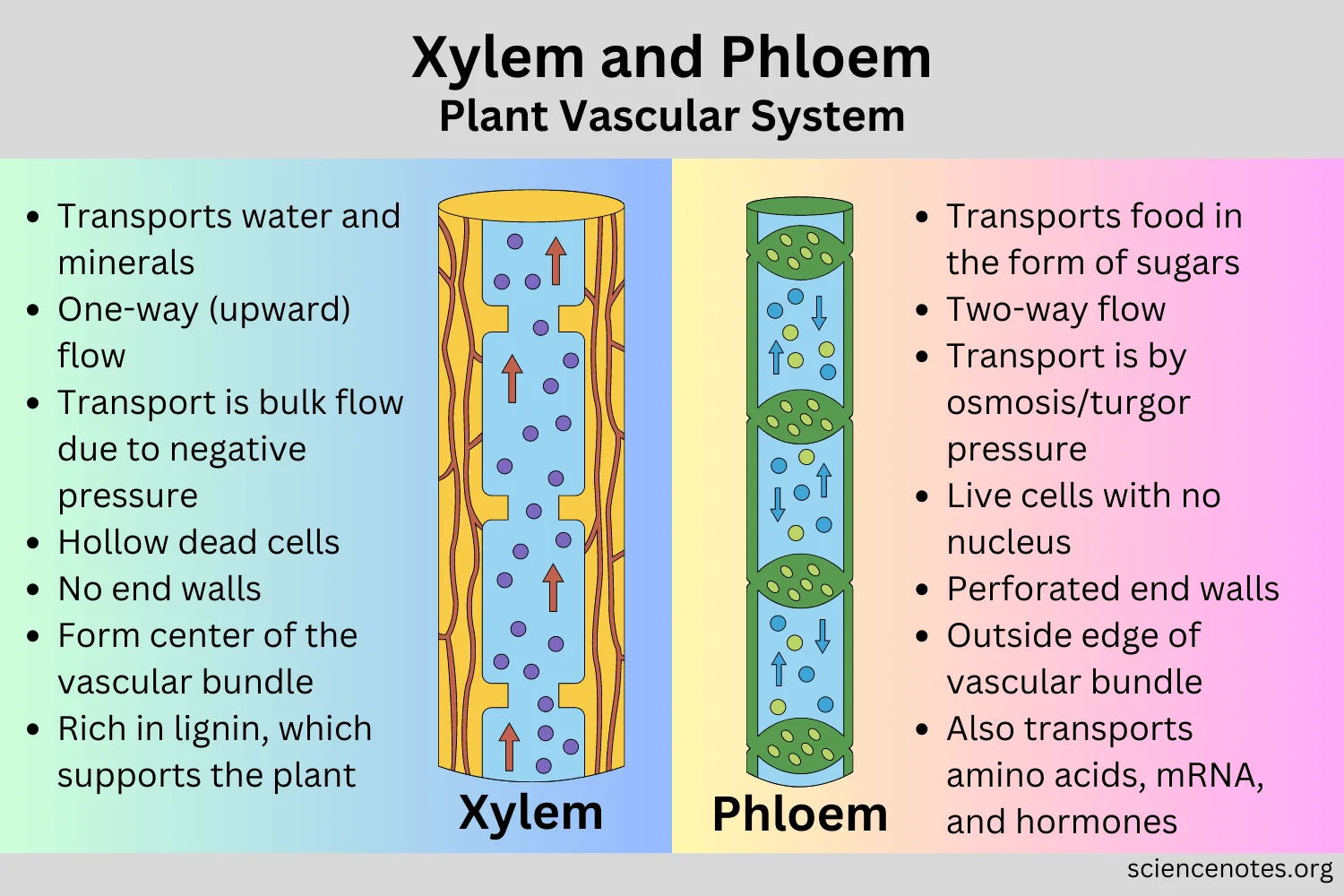 Xylem And Phloem Plant Vascular System