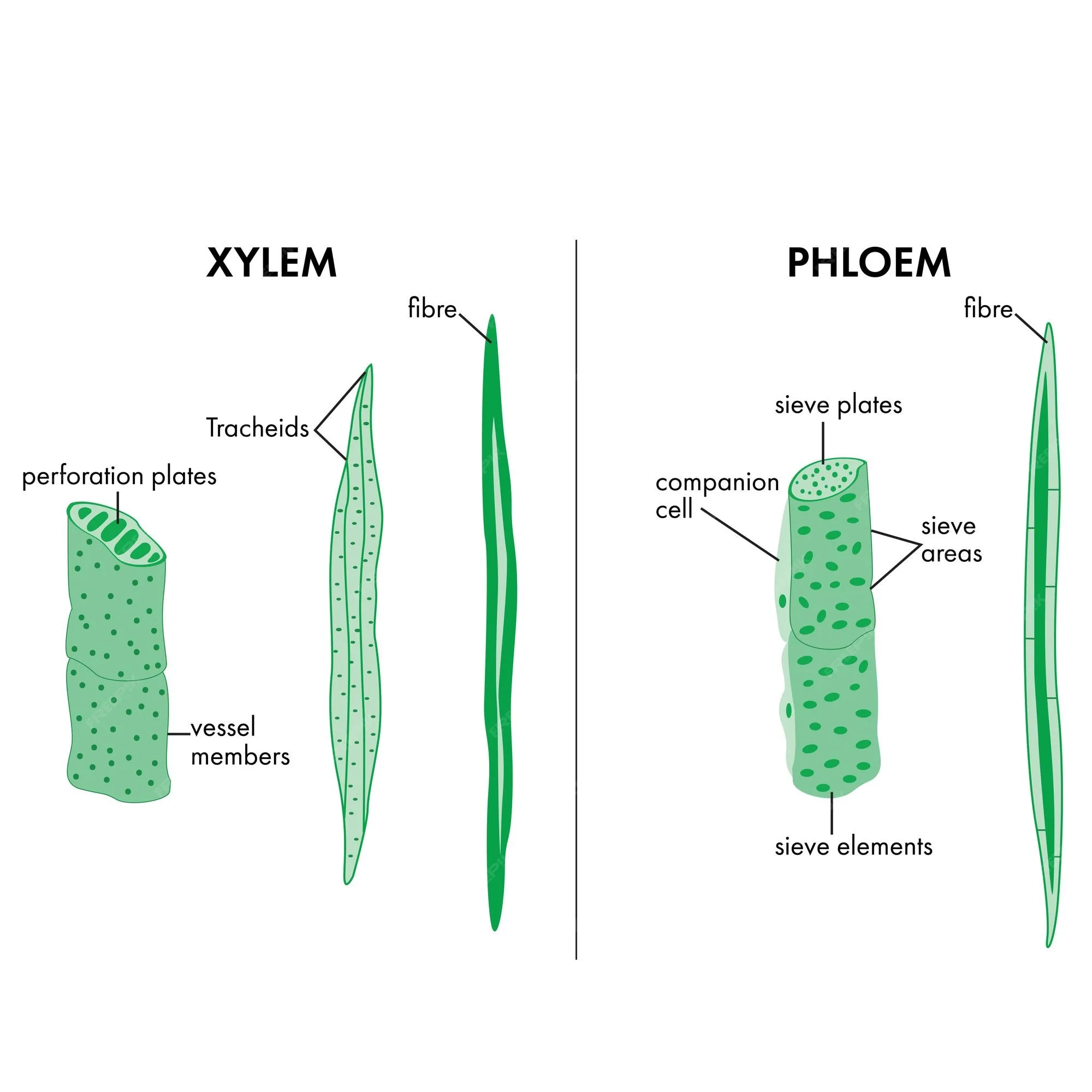 Xylem Labelled Diagram