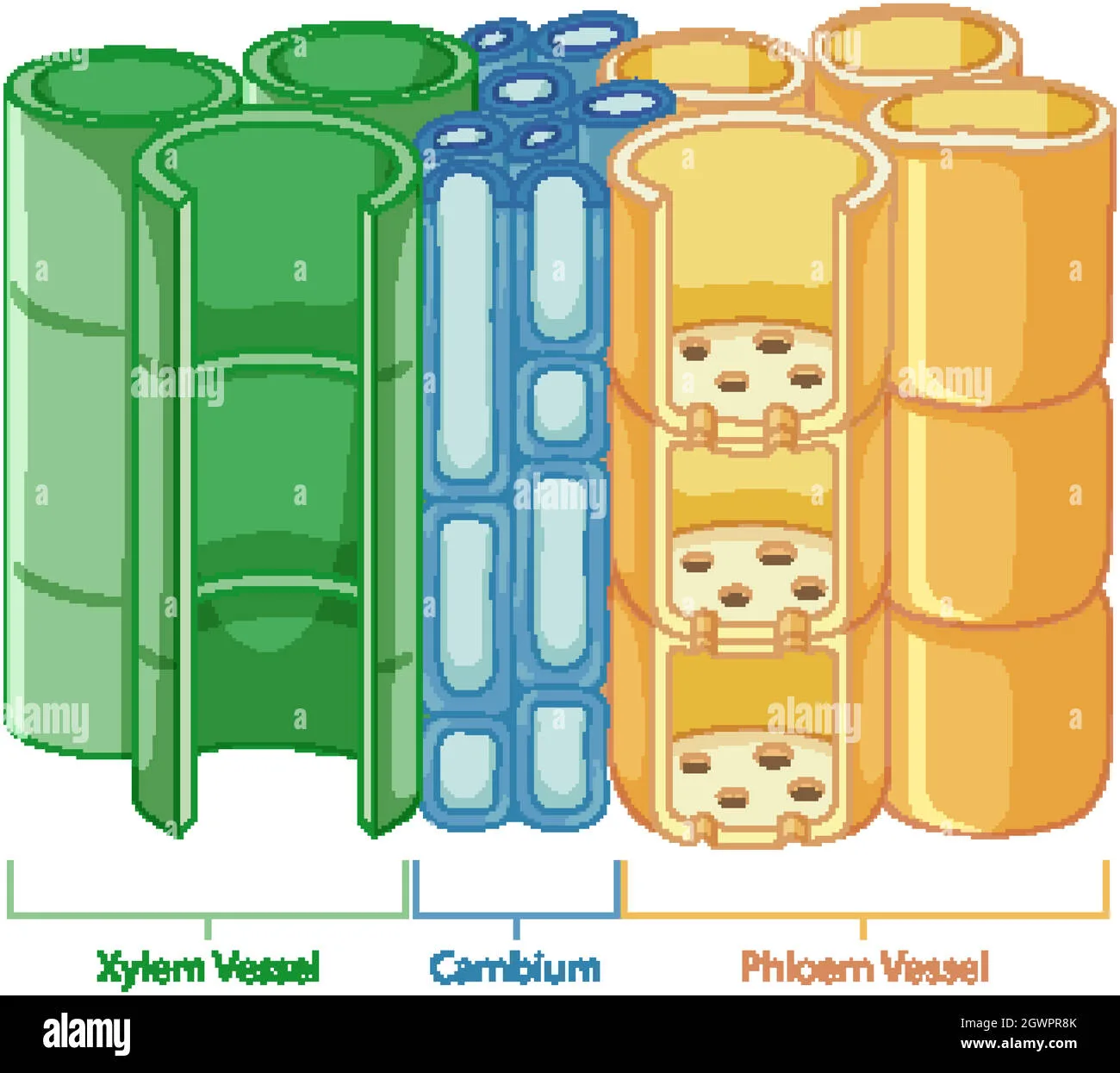 Xylem Vessel Diagram