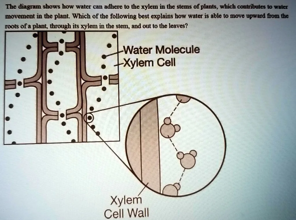 Xylem Vessel Diagram