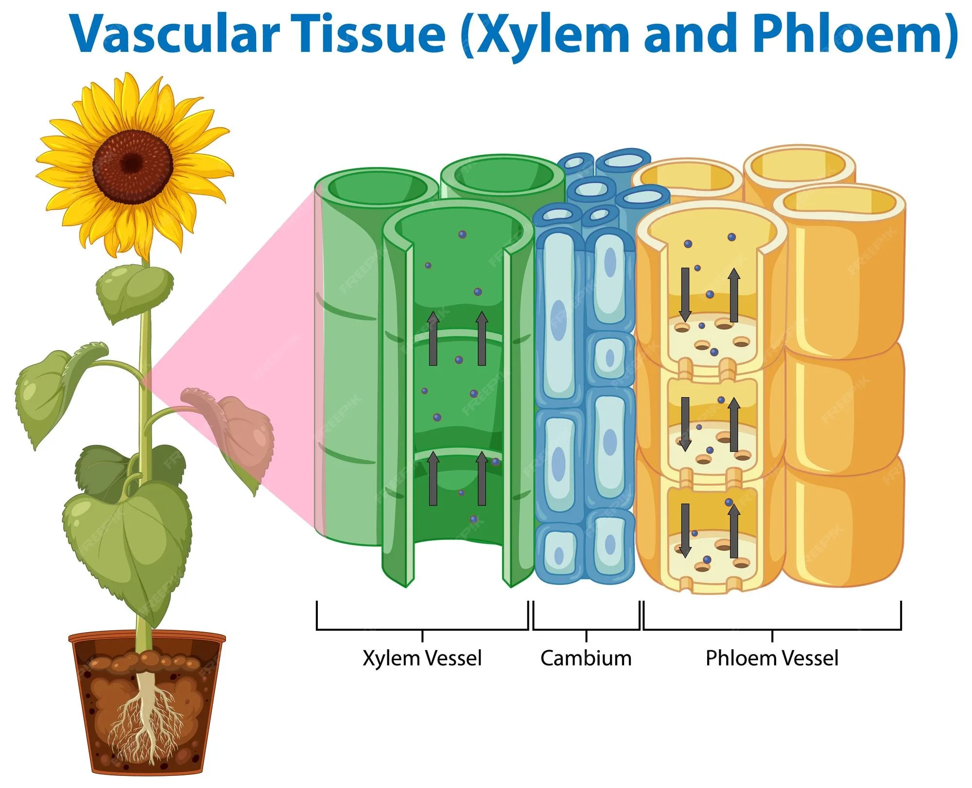 Xylem Vessel Diagram