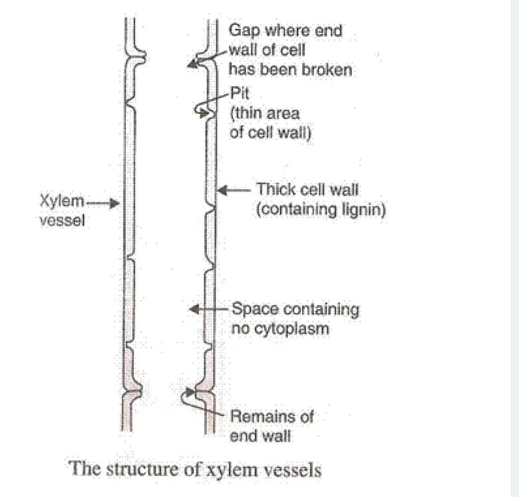 Xylem Vessel Diagram