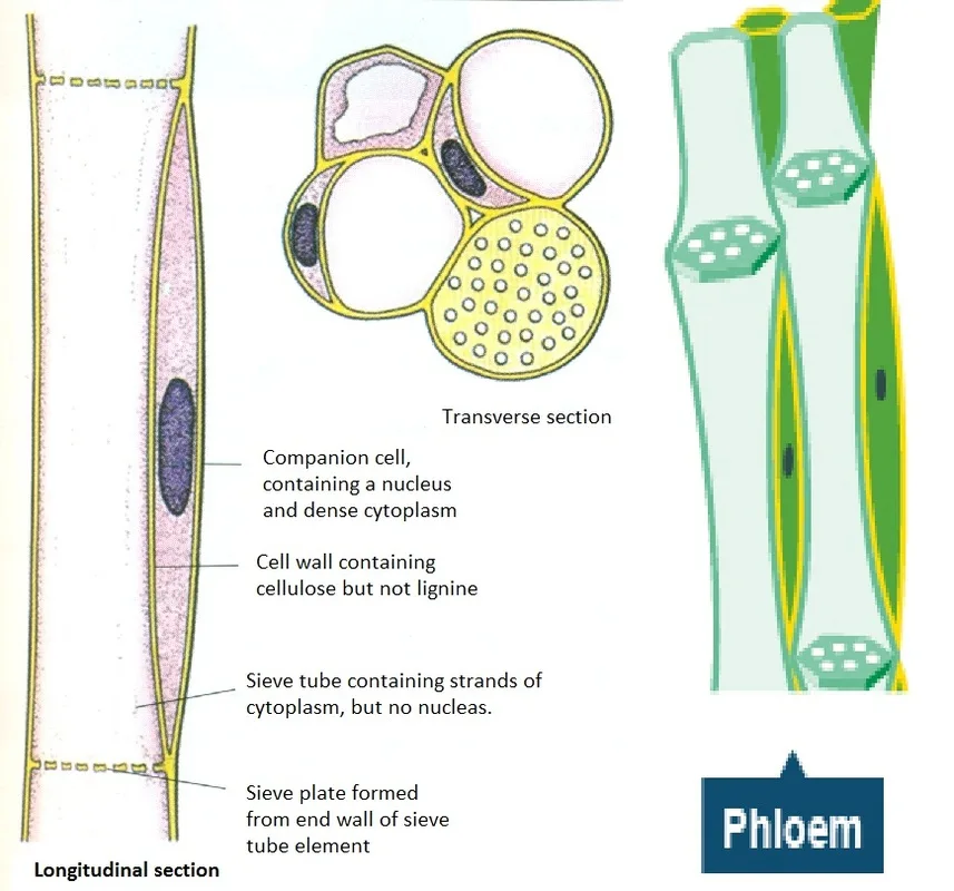 Xylem Vessel Diagram