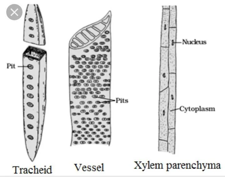 Xylem Vessel Diagram