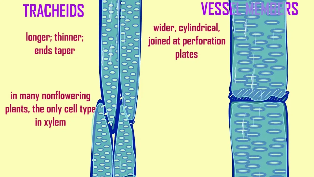 Xylem Vessel Diagram
