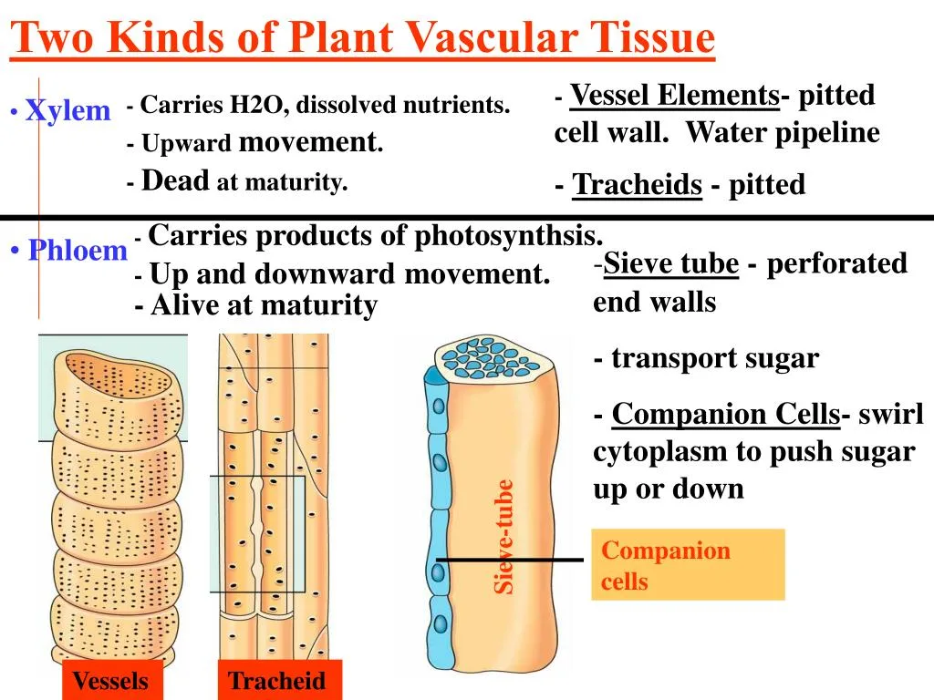 Xylem Vessel Diagram