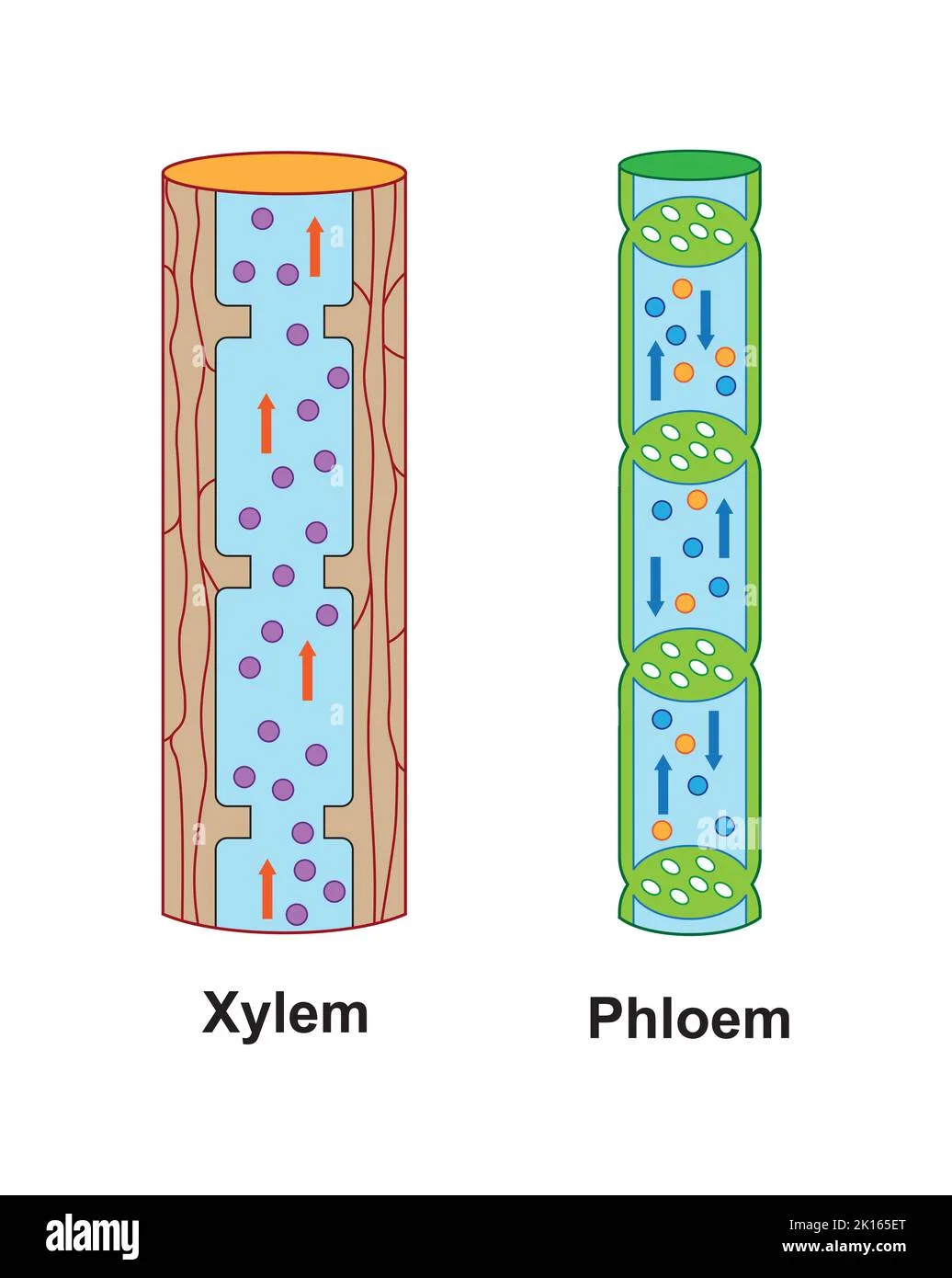 Xylem Vessel Diagram