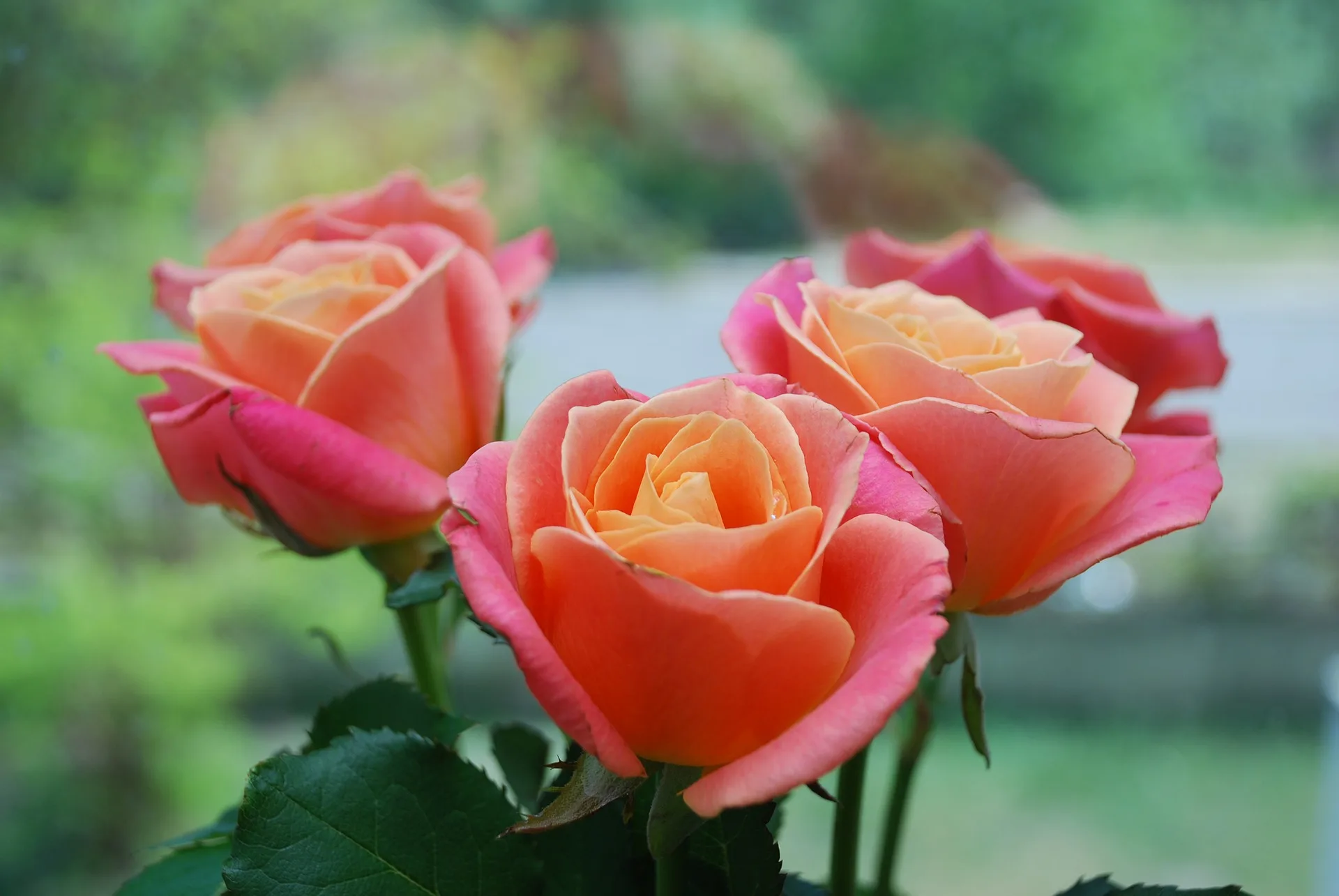 Year Of The Rose Best Types Of Roses Old Farmer S Almanac
