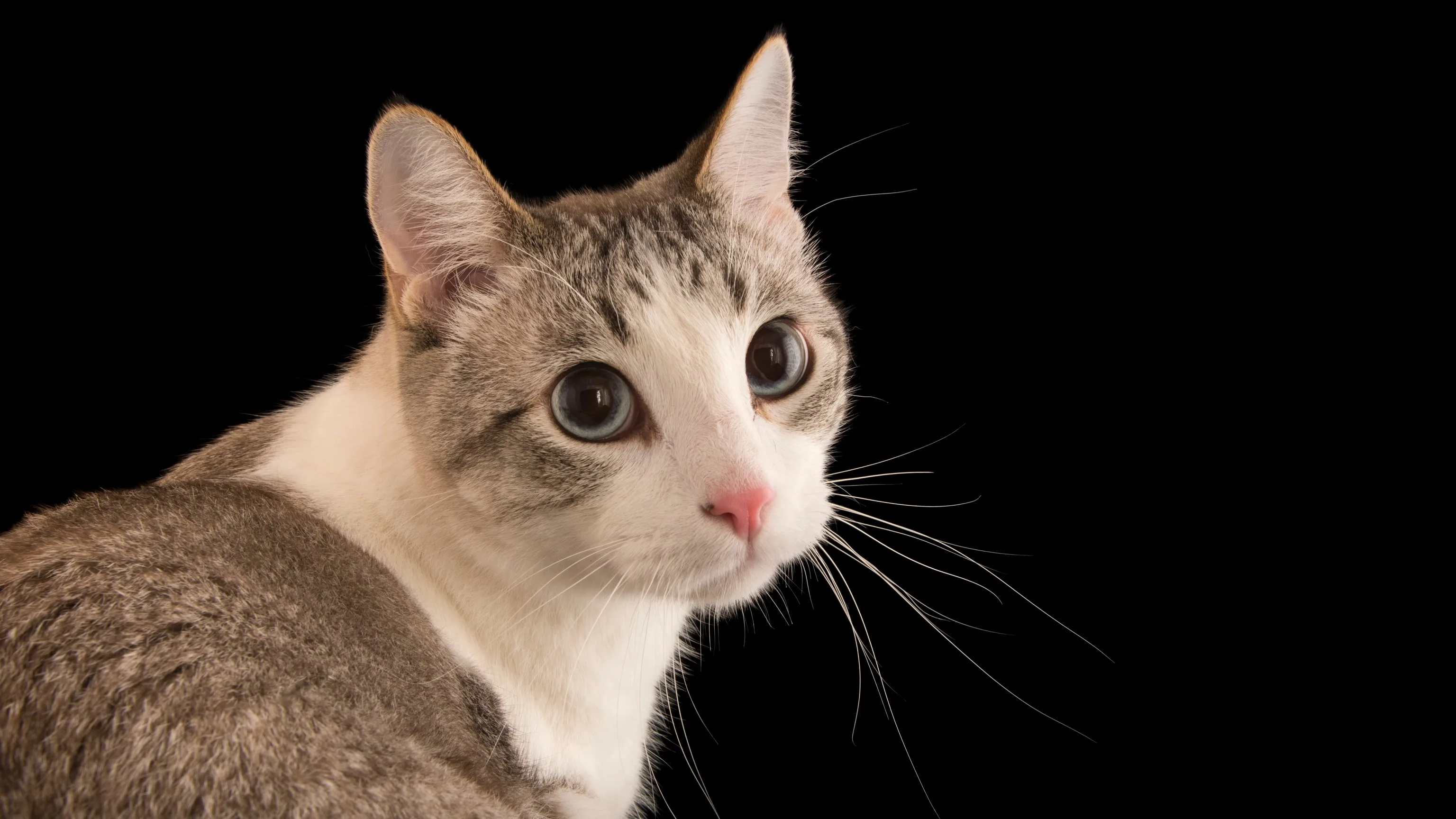 You Did It Cat